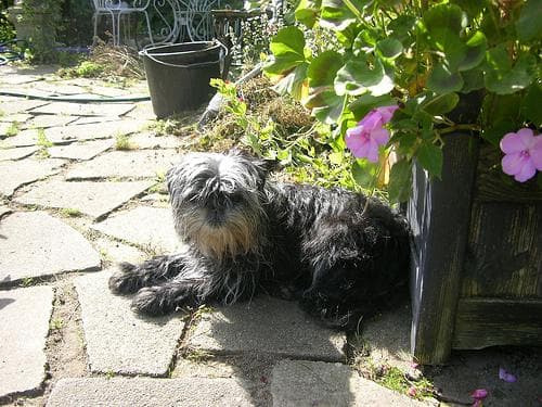 Affenpinscher dog