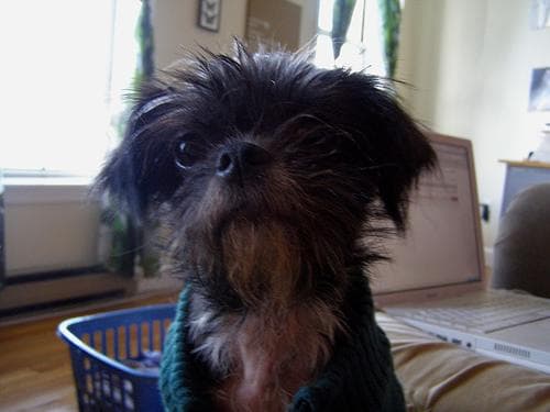 Affenpinscher