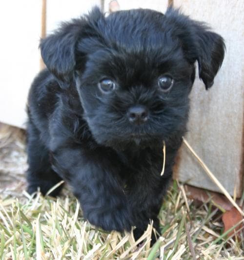 Affenpinscher