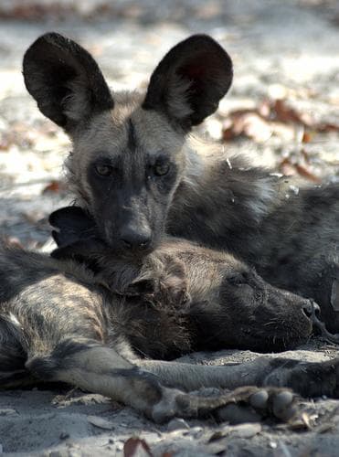 African dog