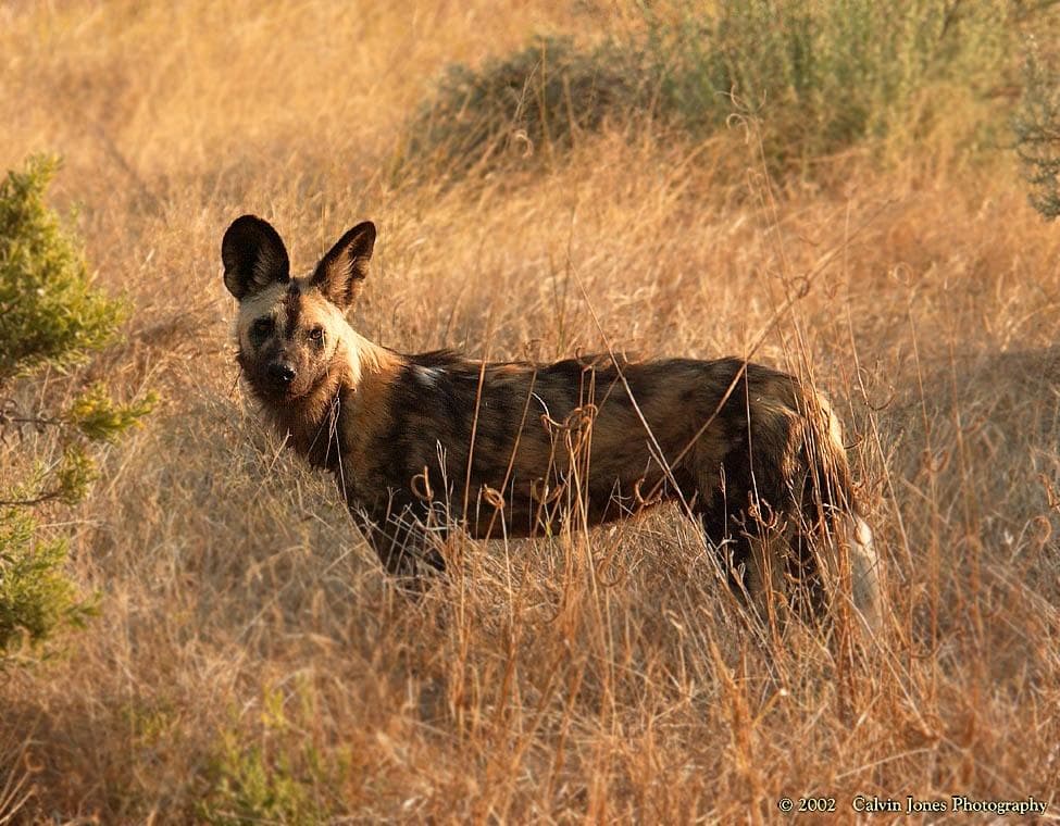 African dog