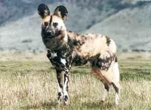 African Wild dog