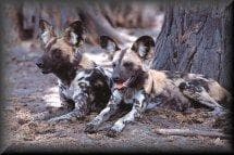 African Wild dog