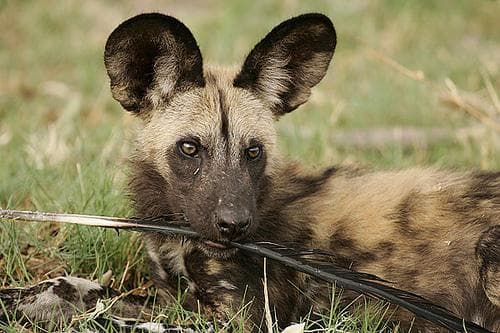 African Wild