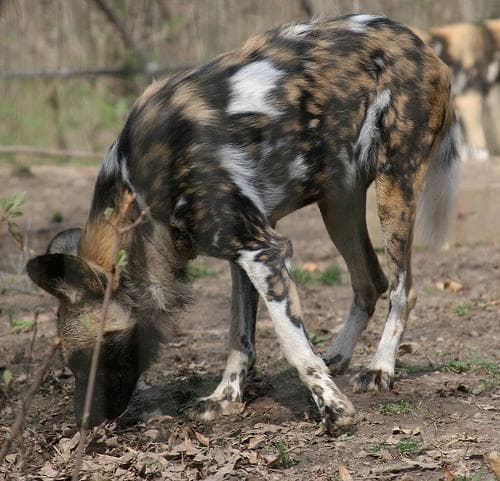 African dog