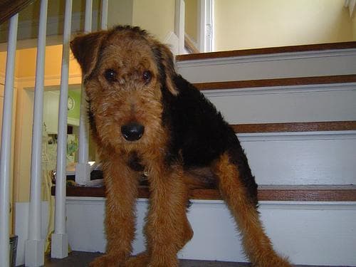 Airedale