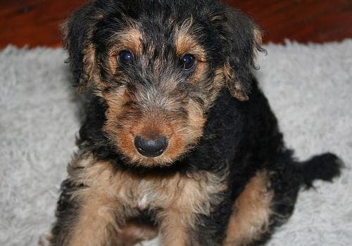 Airedale dog