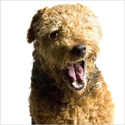 Airedale dog