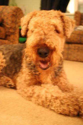 Airedale dog