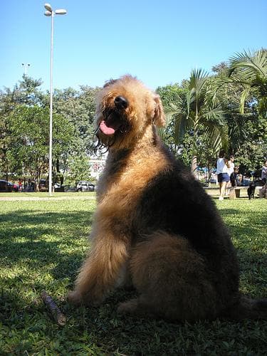 Airedale