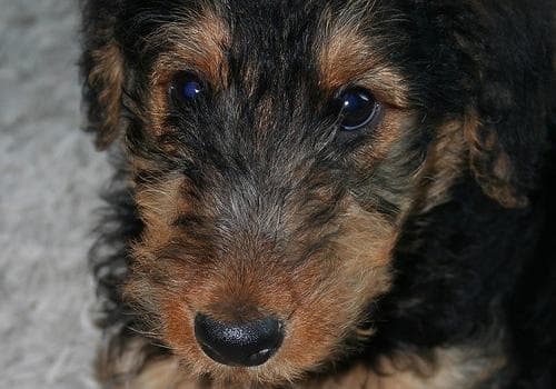 Airedale