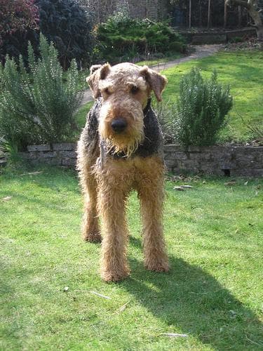 Airedale