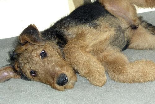 Airedale