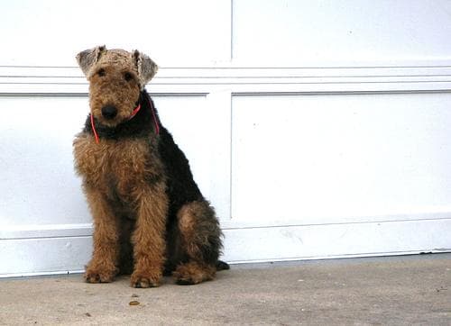 Airedale