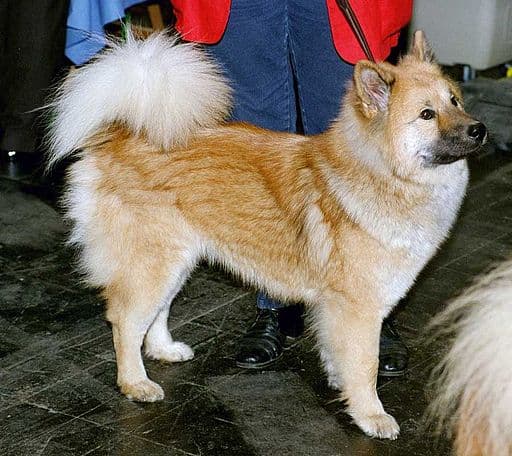 Akita dog