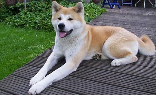 Akita dog