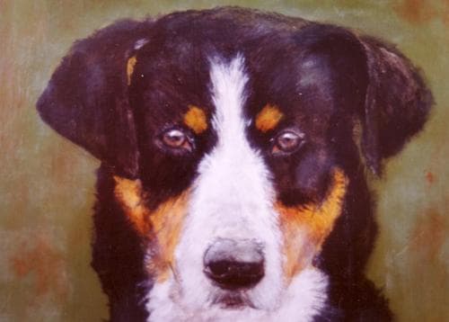 Appenzeller dog