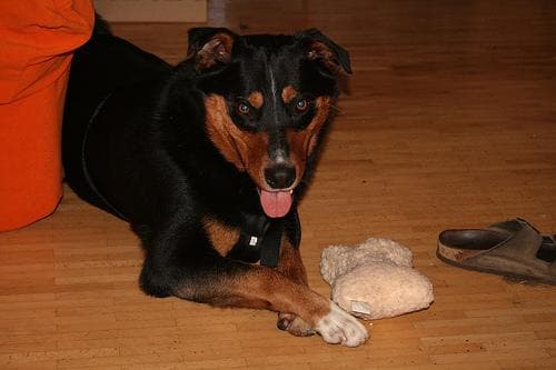Appenzeller dog
