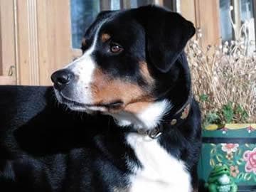 Appenzeller