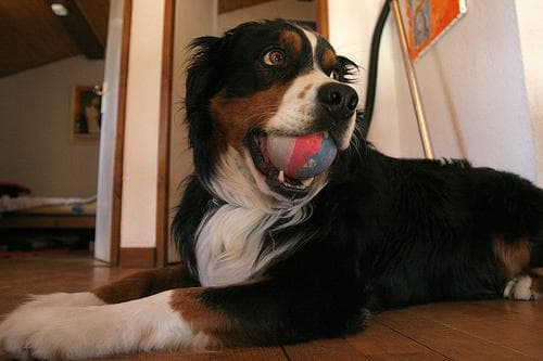 Appenzeller dog