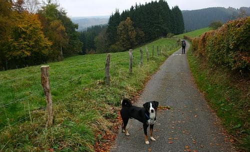Appenzeller dog