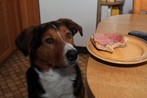 Appenzeller
