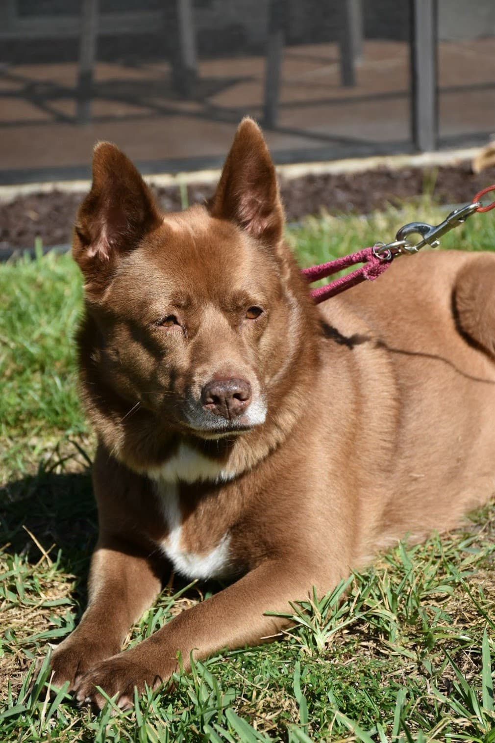 Australian dog