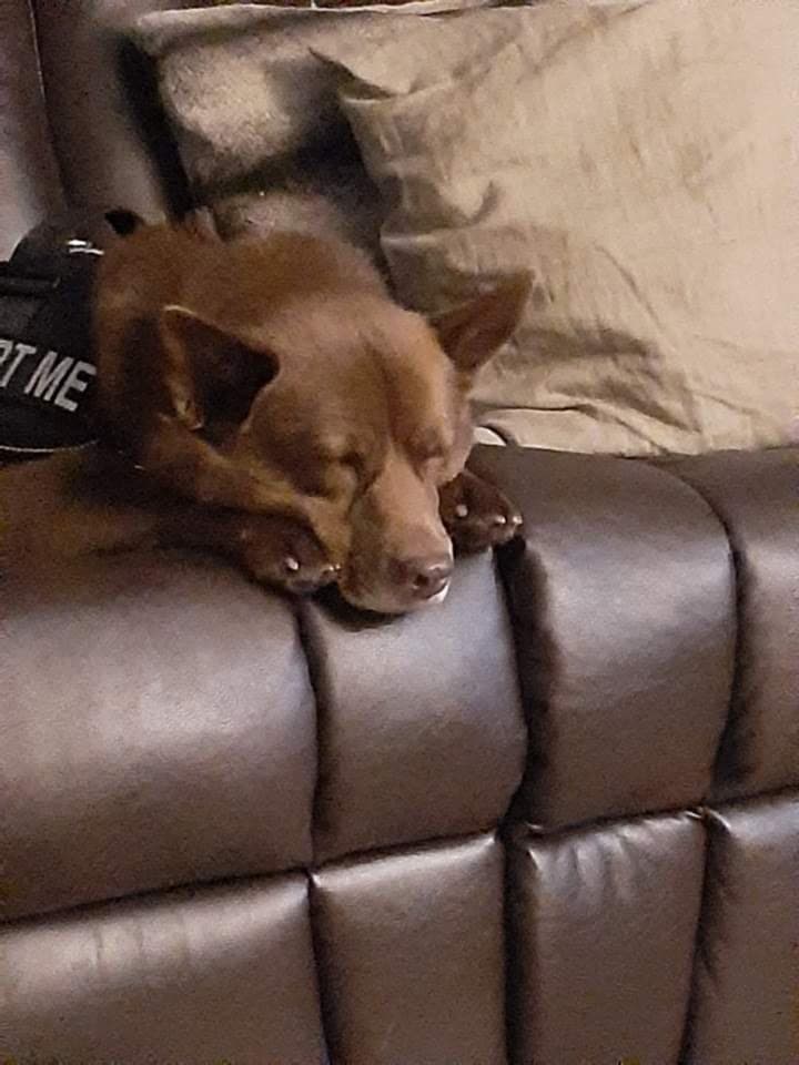 Australian Kelpie