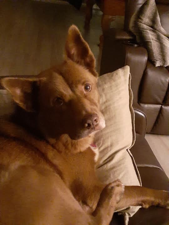 Australian Kelpie