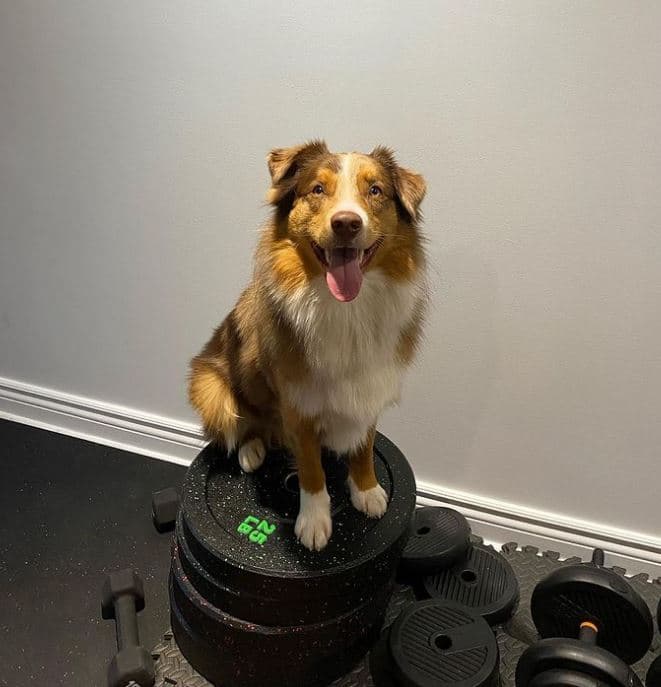 Australian Shepherd dog