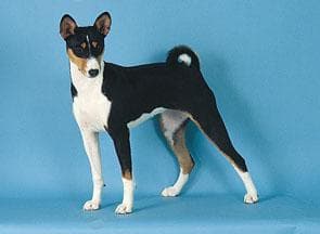 Basenji