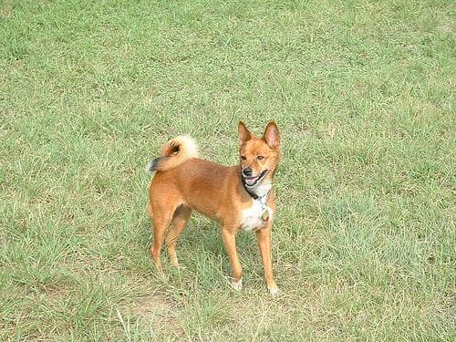 Basenji