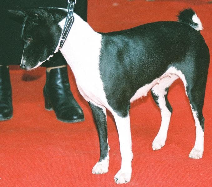 Basenji