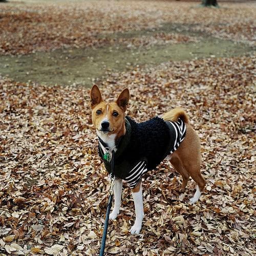 Basenji dog