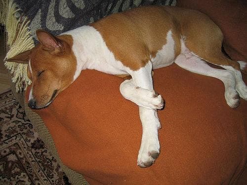 Basenji dog
