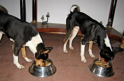 Basenji