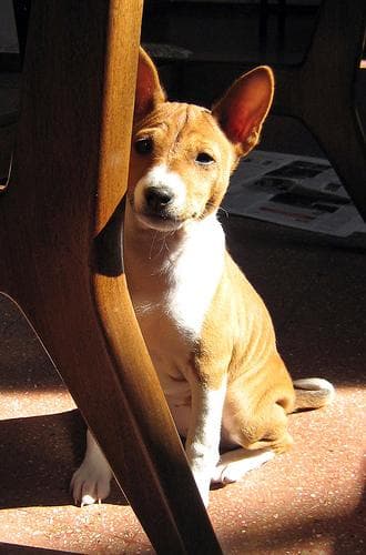 Basenji