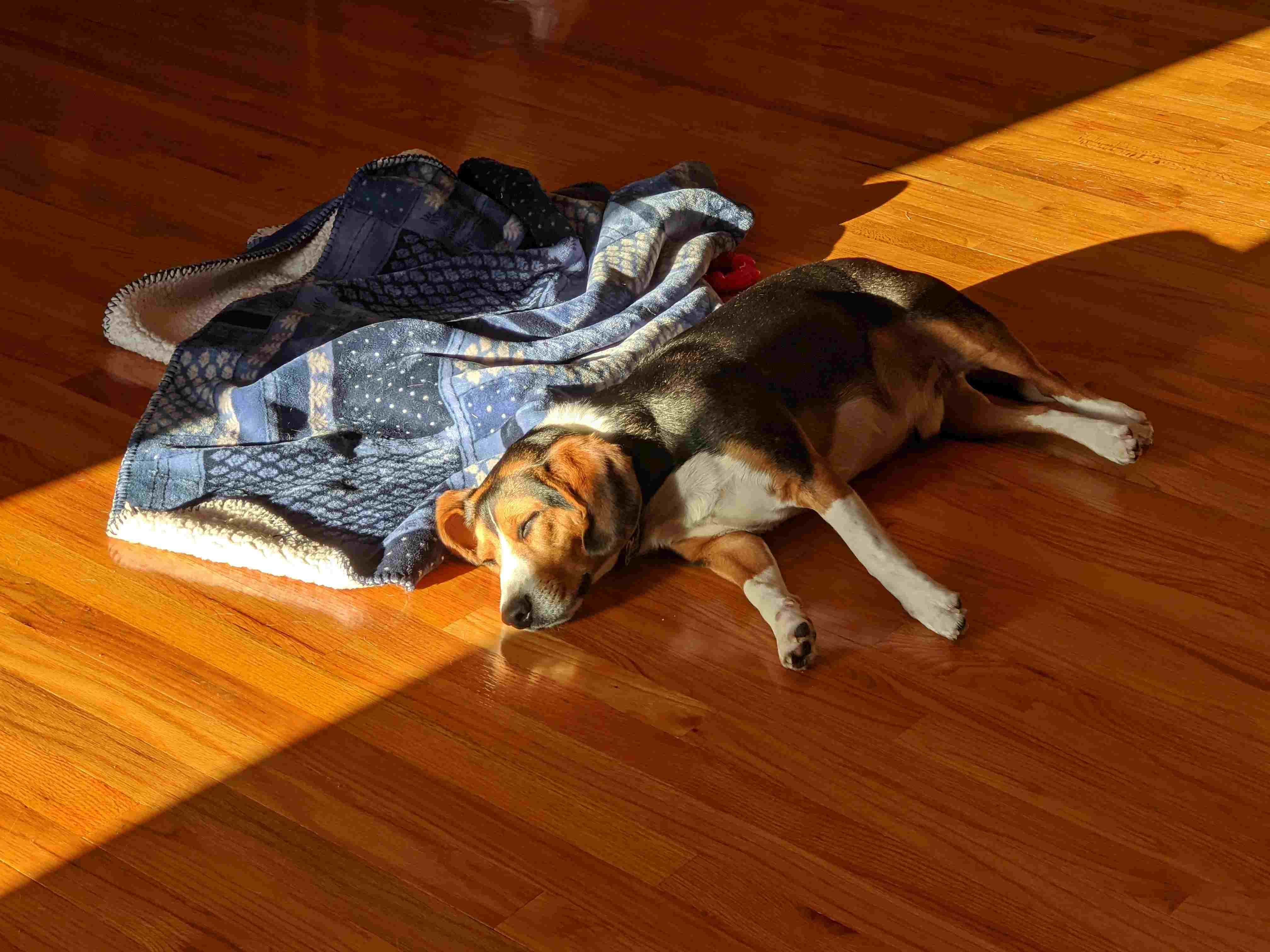 Beagle dog