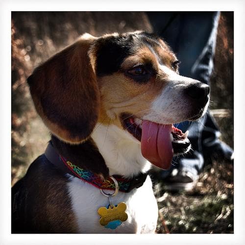 Beagle dog