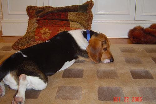 Beagle