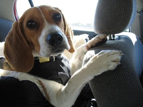 Beagle