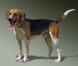 Beagle