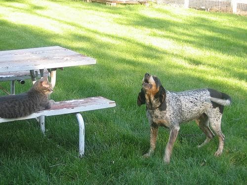 Bluetick dog