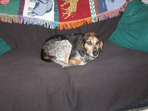 Bluetick dog