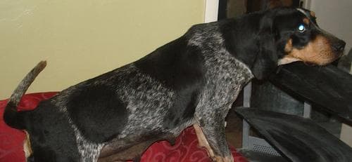 Bluetick dog
