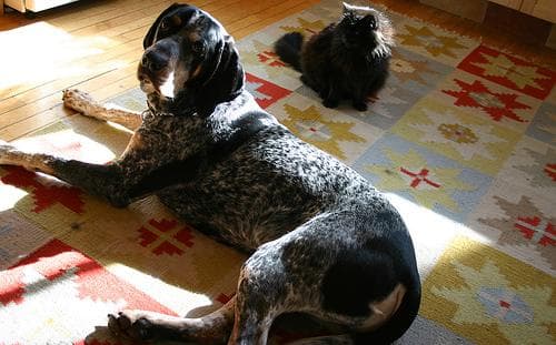 Bluetick