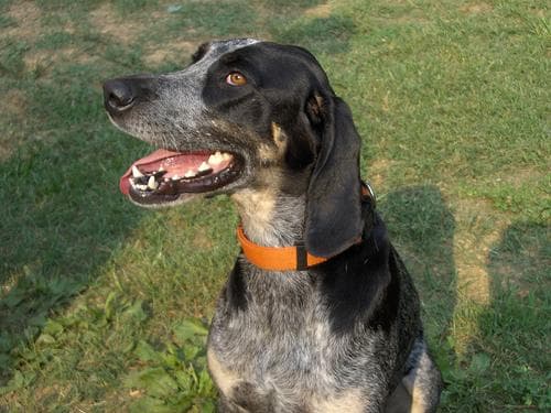 Bluetick