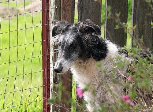 Borzoi dog