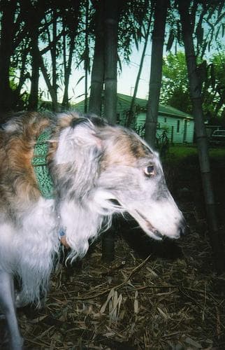 Borzoi dog