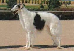 Borzoi